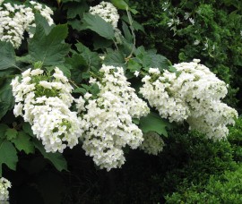 Hortensia cu frunze de stejar Black Porch C3